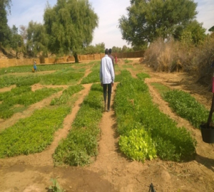 Site maraicher emblavé Syra