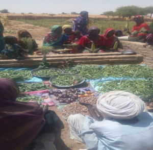 Séchage de gombo au site maraicher de Kadjala